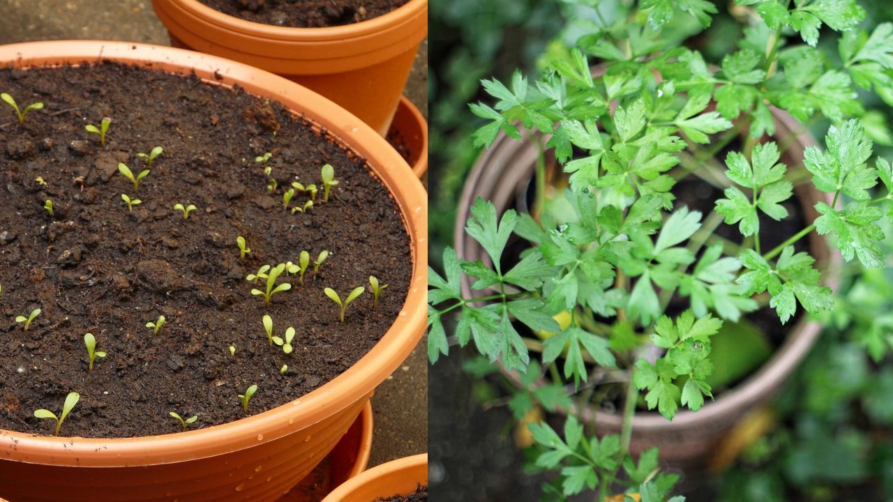 como cultivar cilantro en casa maceta sembrar