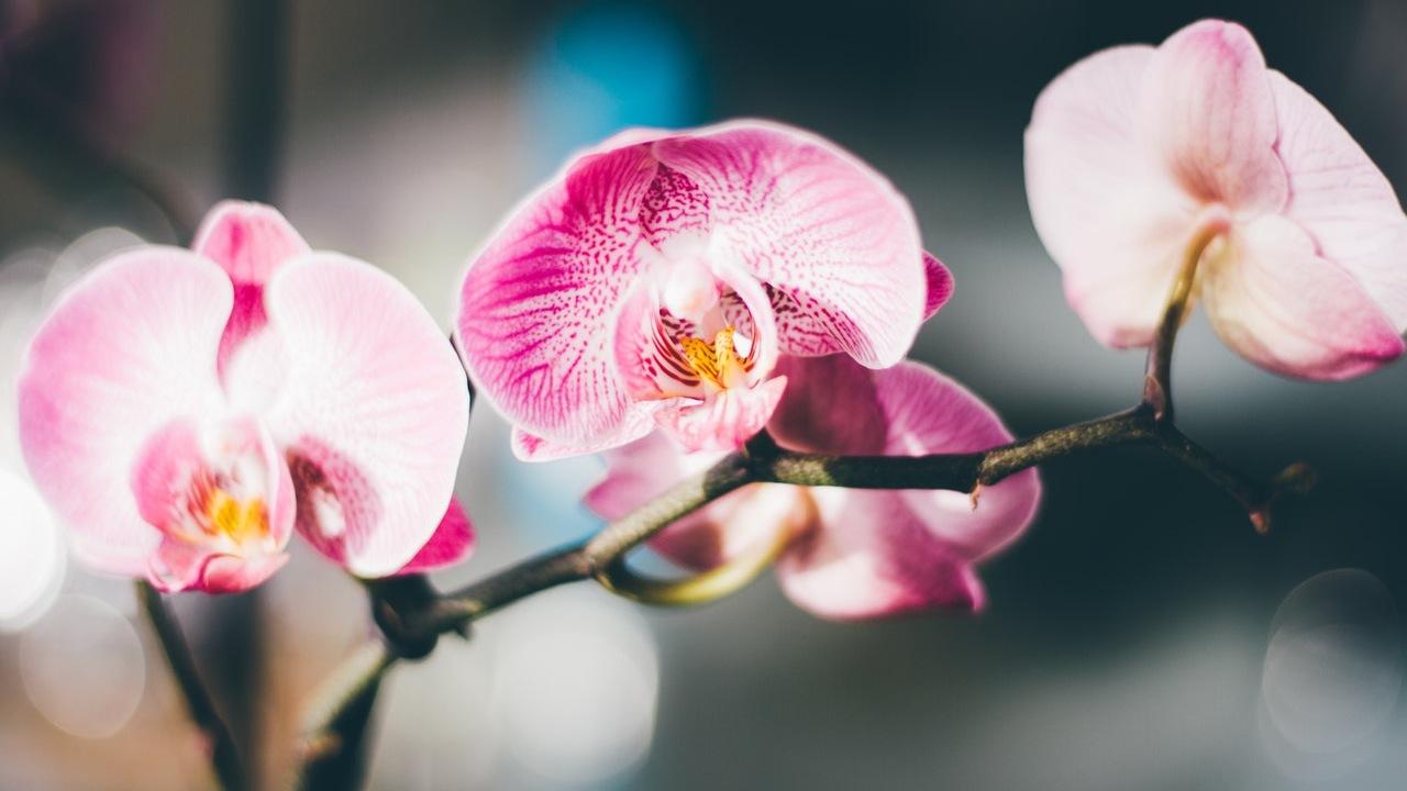 comos e cuida una orquídea consejos jardinería