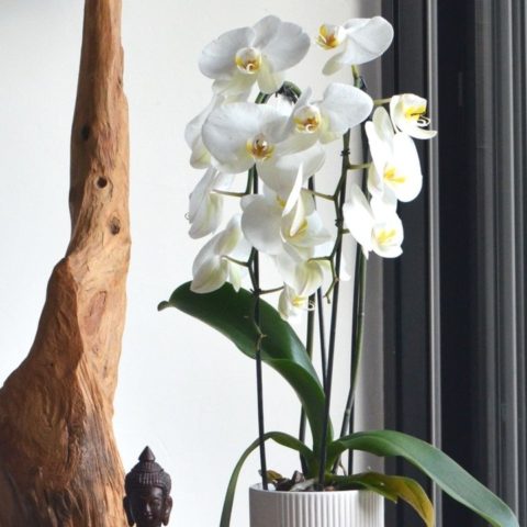 comos e cuida una orquídea en casa tips