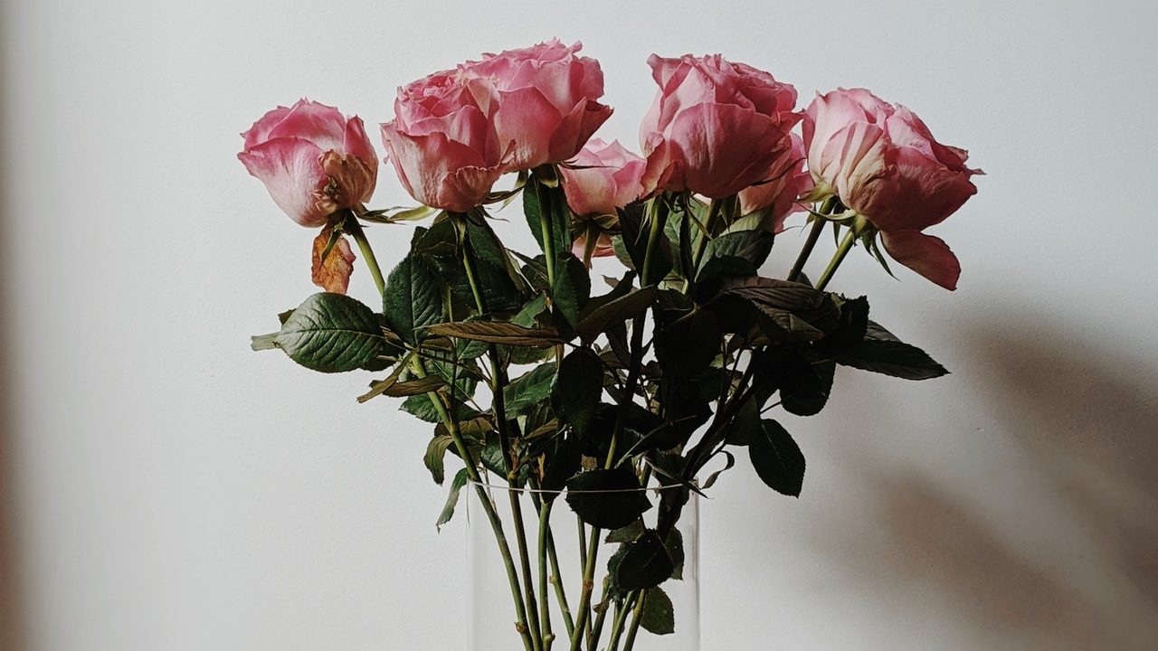 como afectara la luna rosa