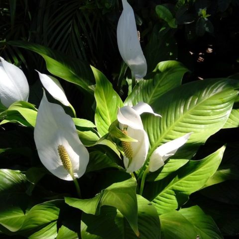 como cuidar cuna de moisés lirio de la paz cuidados basicos
