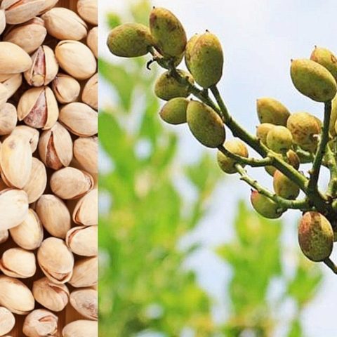 cómo cultivar germinar pistaches frutos secos panta