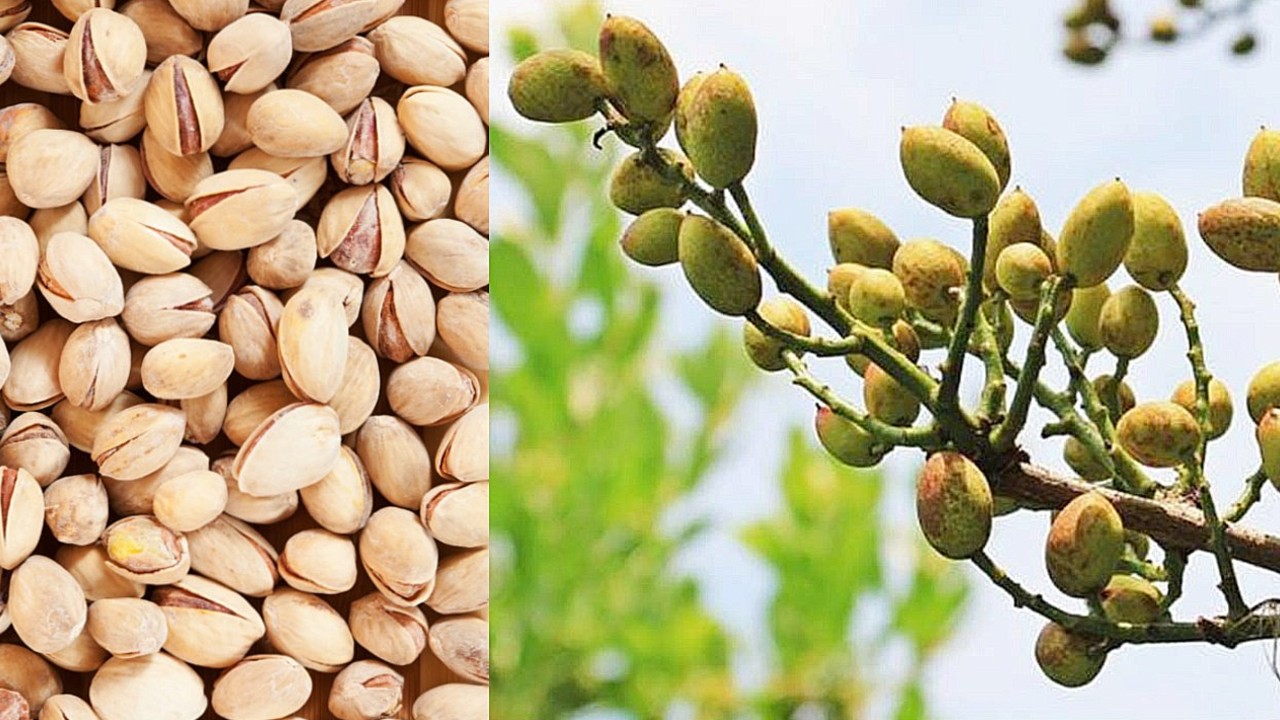 cómo cultivar germinar pistaches frutos secos panta