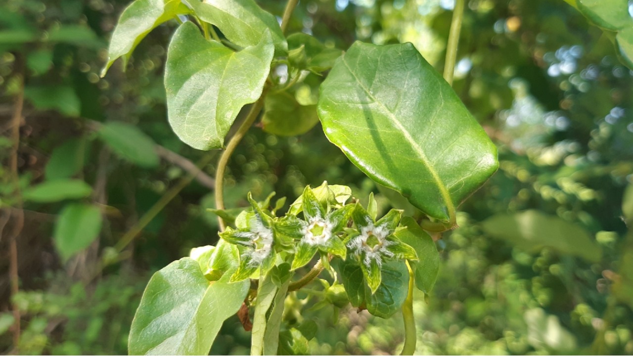 gonolobus naturalista nueva especie mexicana planta vegetaciçon