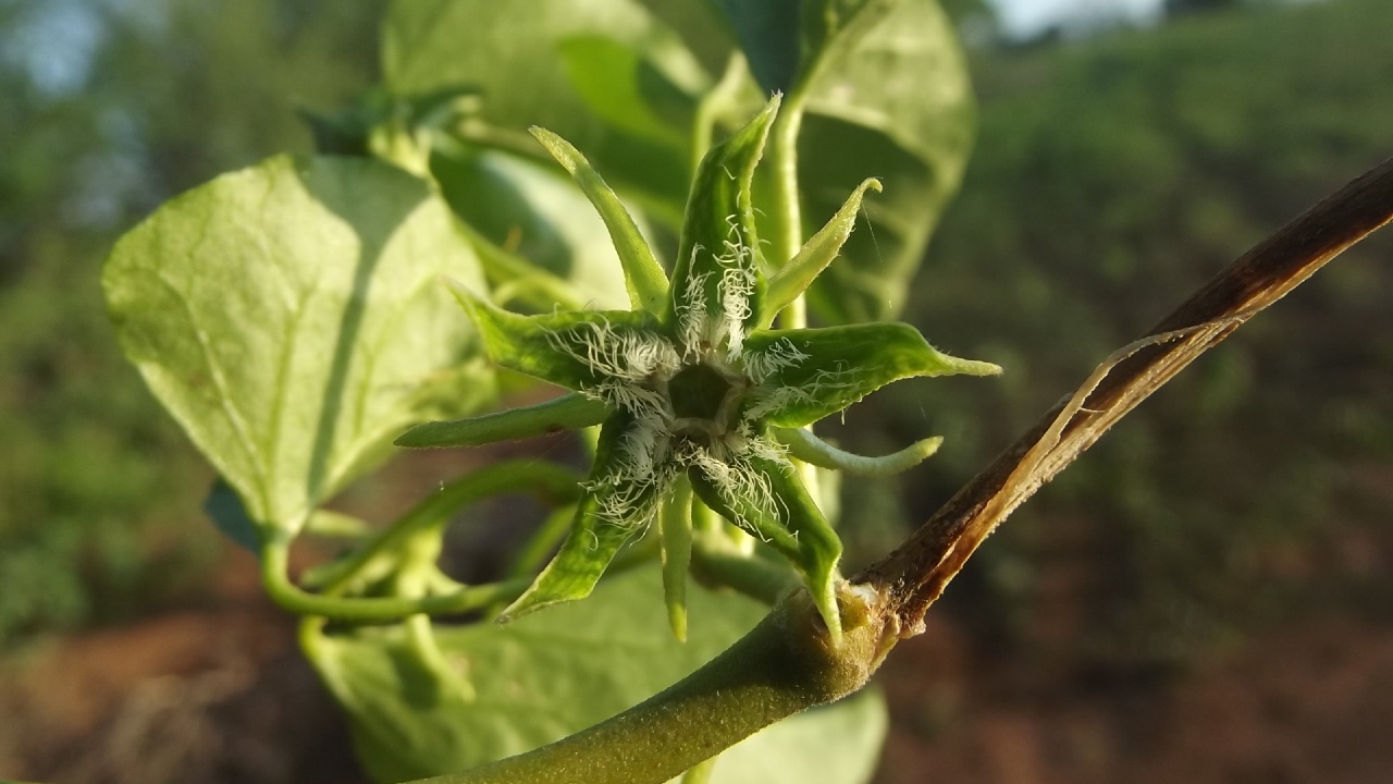 plantas mexicanas especies descubrimientos gonolobus naturalista