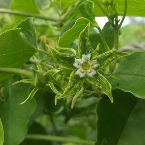 descubren nueva especie de planta mexicana