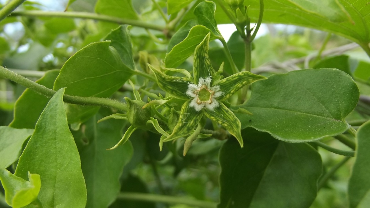 descubren nueva especie de planta mexicana