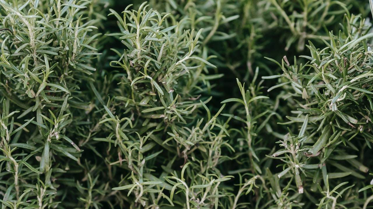 tinte natural de romero cómo hacerlo