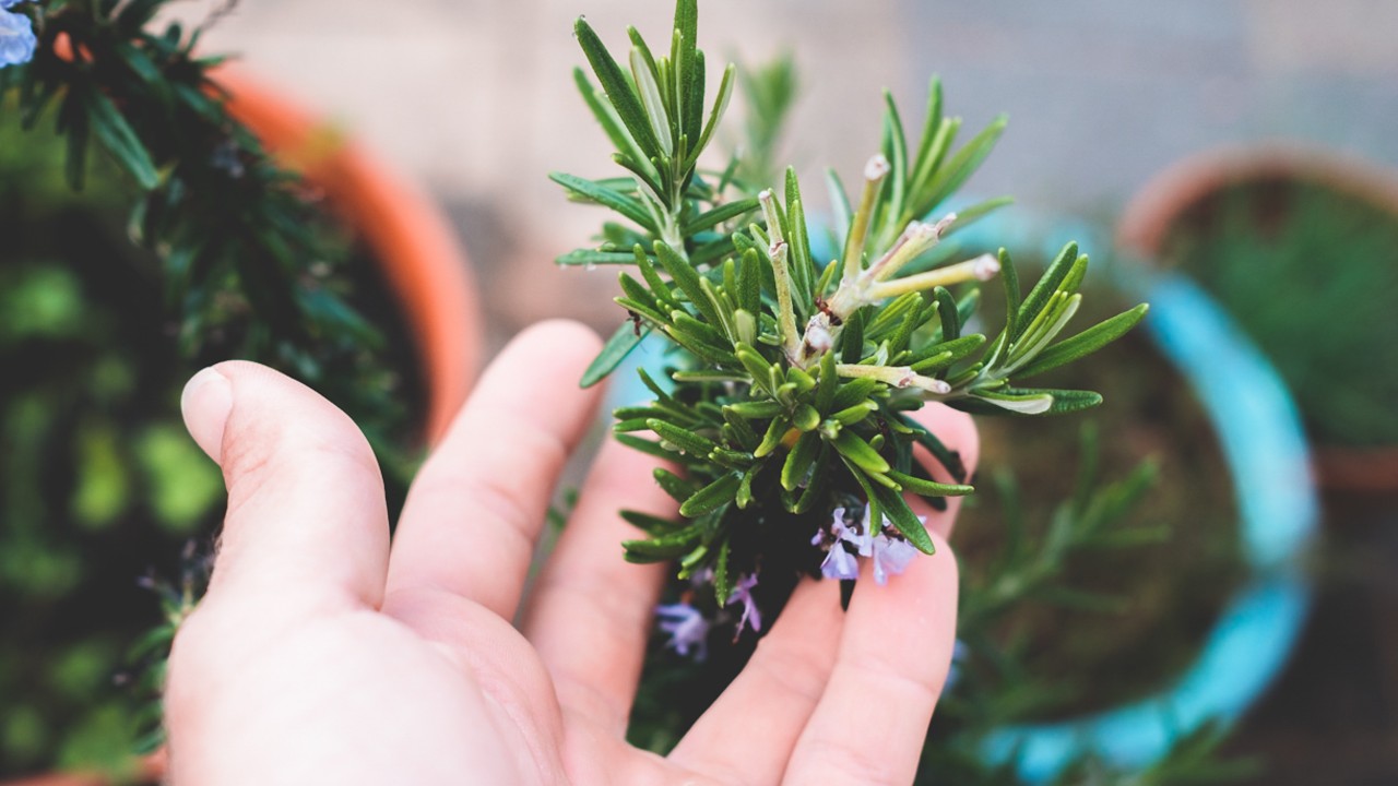 tinte natural de romero como hacerlo