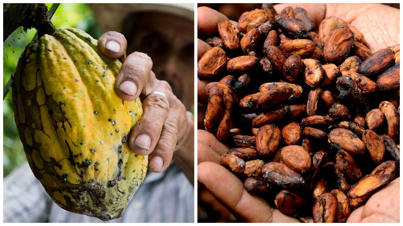 semillas de cacao que es beneficios cocoa
