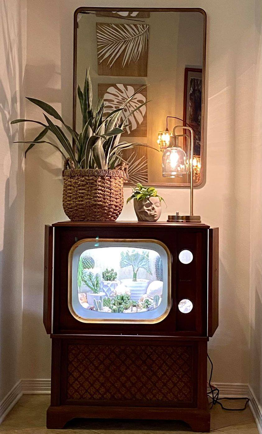 convirtio su televisión en terrario terrarium forma