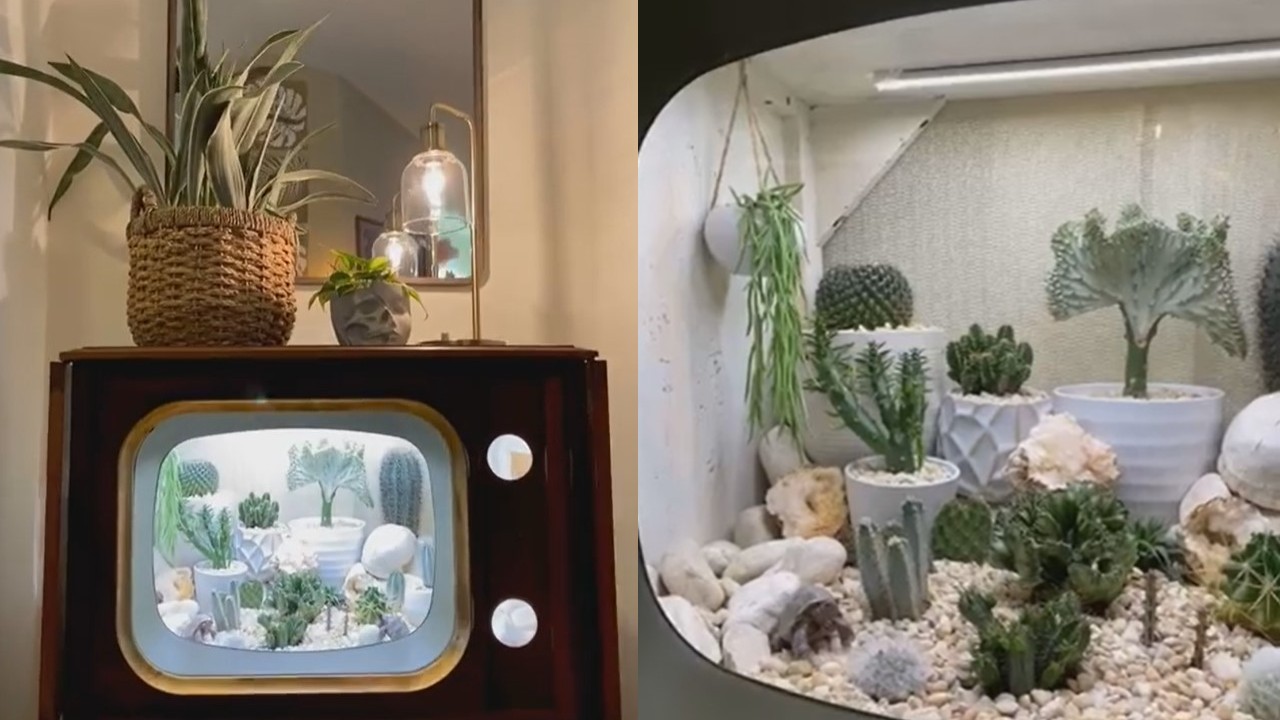 convirtio su televisión en terrario terrarium