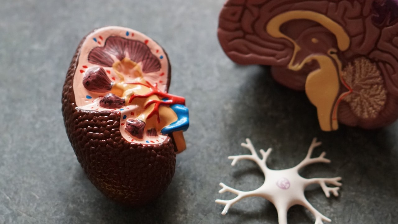 alimentos y bebidas dañan tus riñones órganos