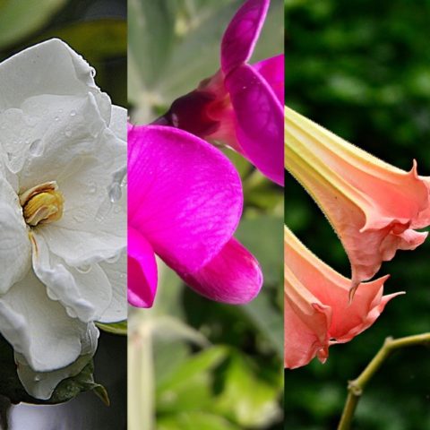 flores para perfumar el hojas especies plantas