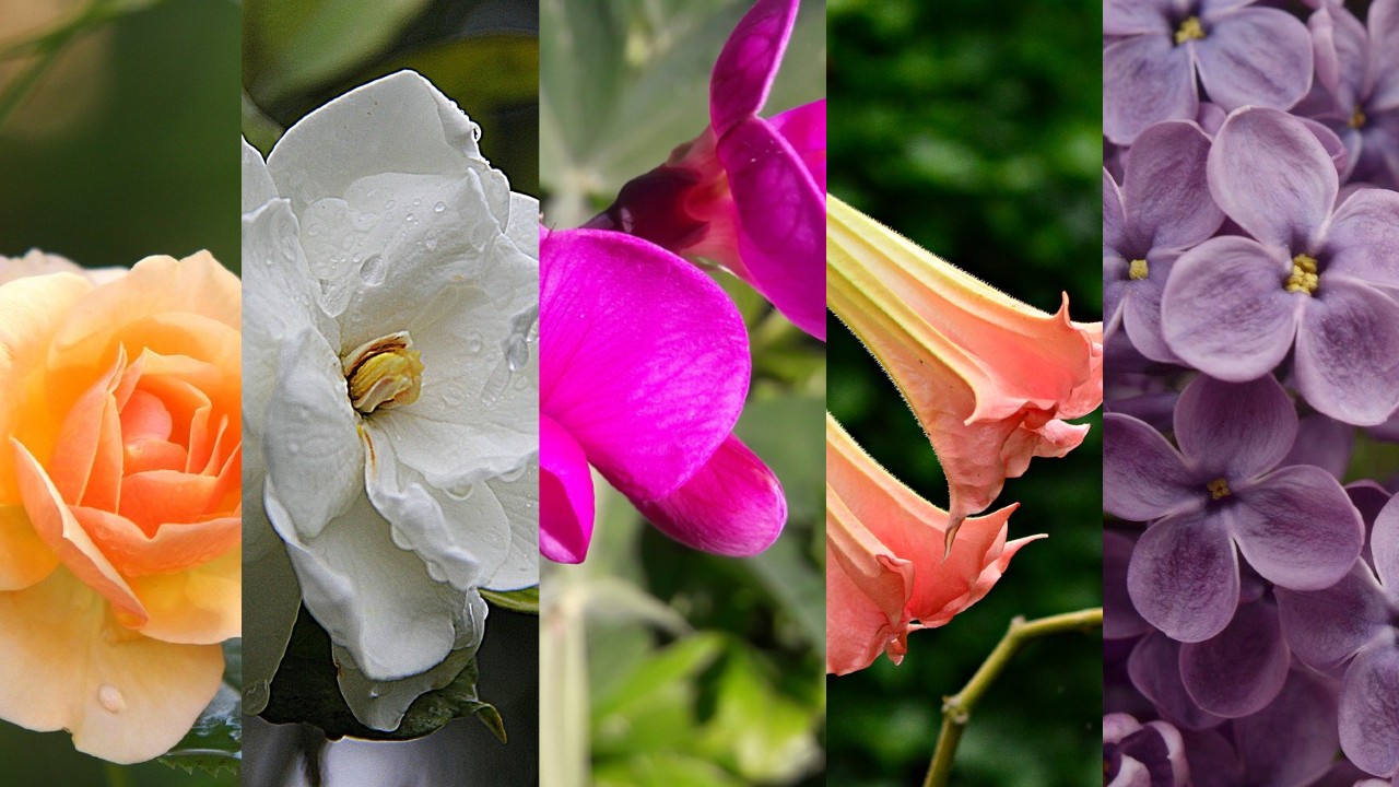 flores para perfumar el hojas especies plantas
