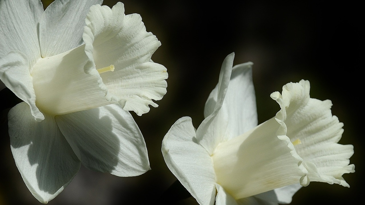 narcisos blancos flores aromáticas para perfumar