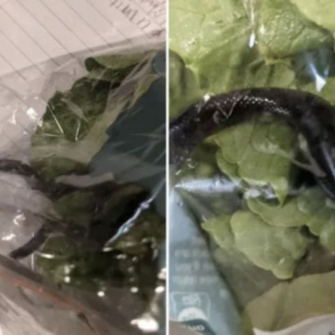 Matrimonio compra lechuga en el supermercado y encuentra una serpiente dentro