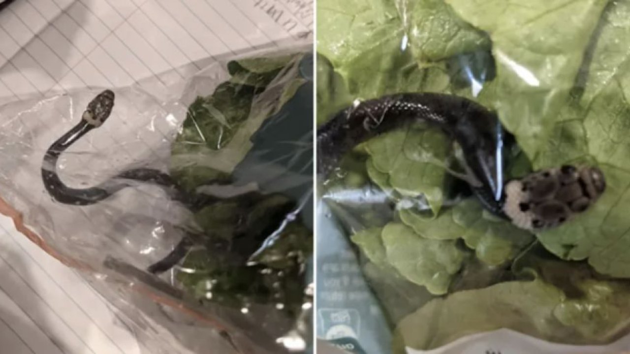 Matrimonio compra lechuga en el supermercado y encuentra una serpiente dentro