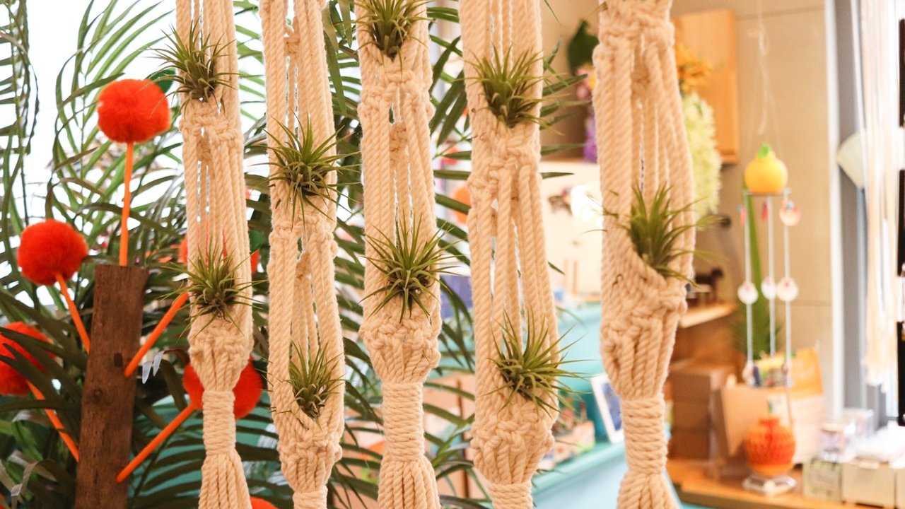 tillandsias plantas para absorber la humedad