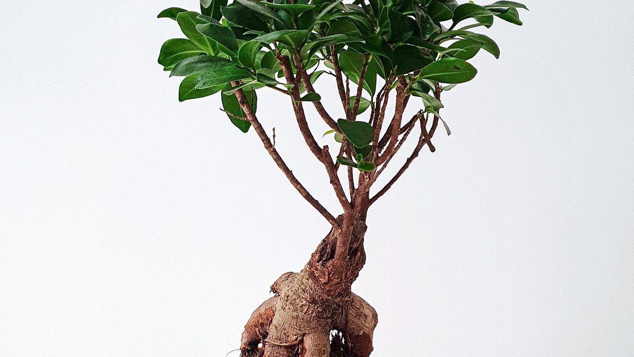 plantas medicinales contra el cansancio ginseng