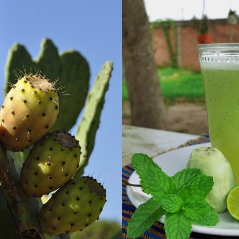 por que deberias comenzar a beber agua de tuna beneficios salud