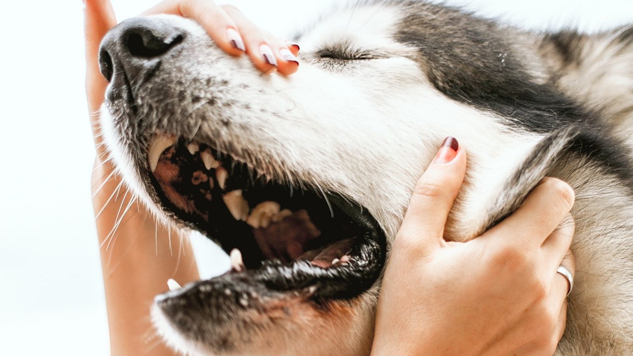 que hacer cuando tu mascota se ahoga procedimiento