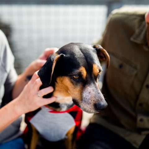 como adoptar a un perro o gato