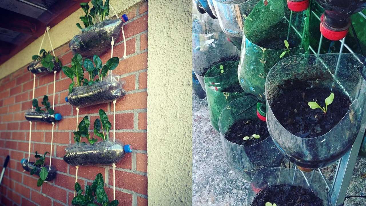 que puedes cultivar en botellas de plástico