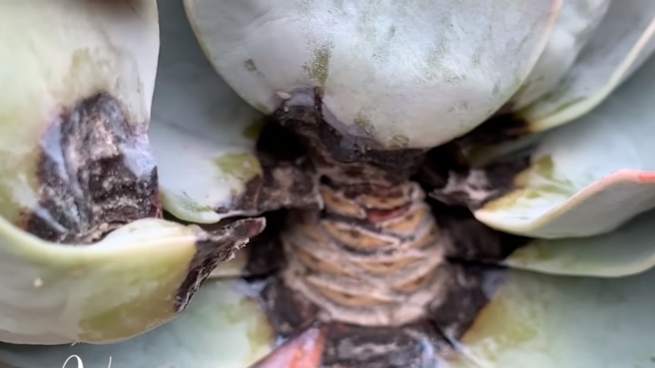 signos de suculenta podrida