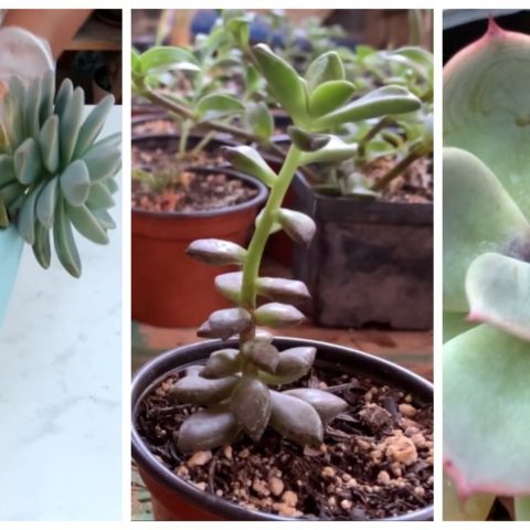 señales de que suculenta se está muriendo pudriendo como salvarla
