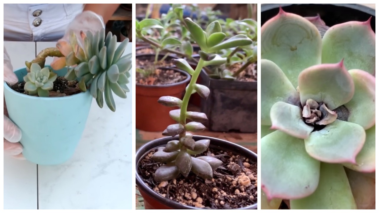 señales de que suculenta se está muriendo pudriendo como salvarla