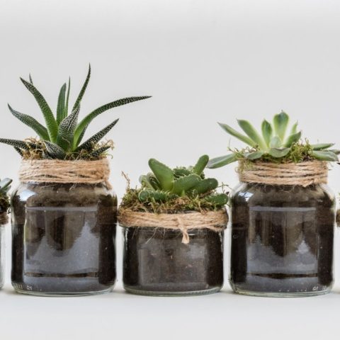 como hacer sustrato para suculentas