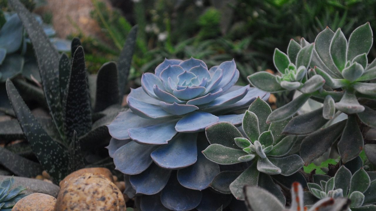 como hacer sustrato para suculentas casero