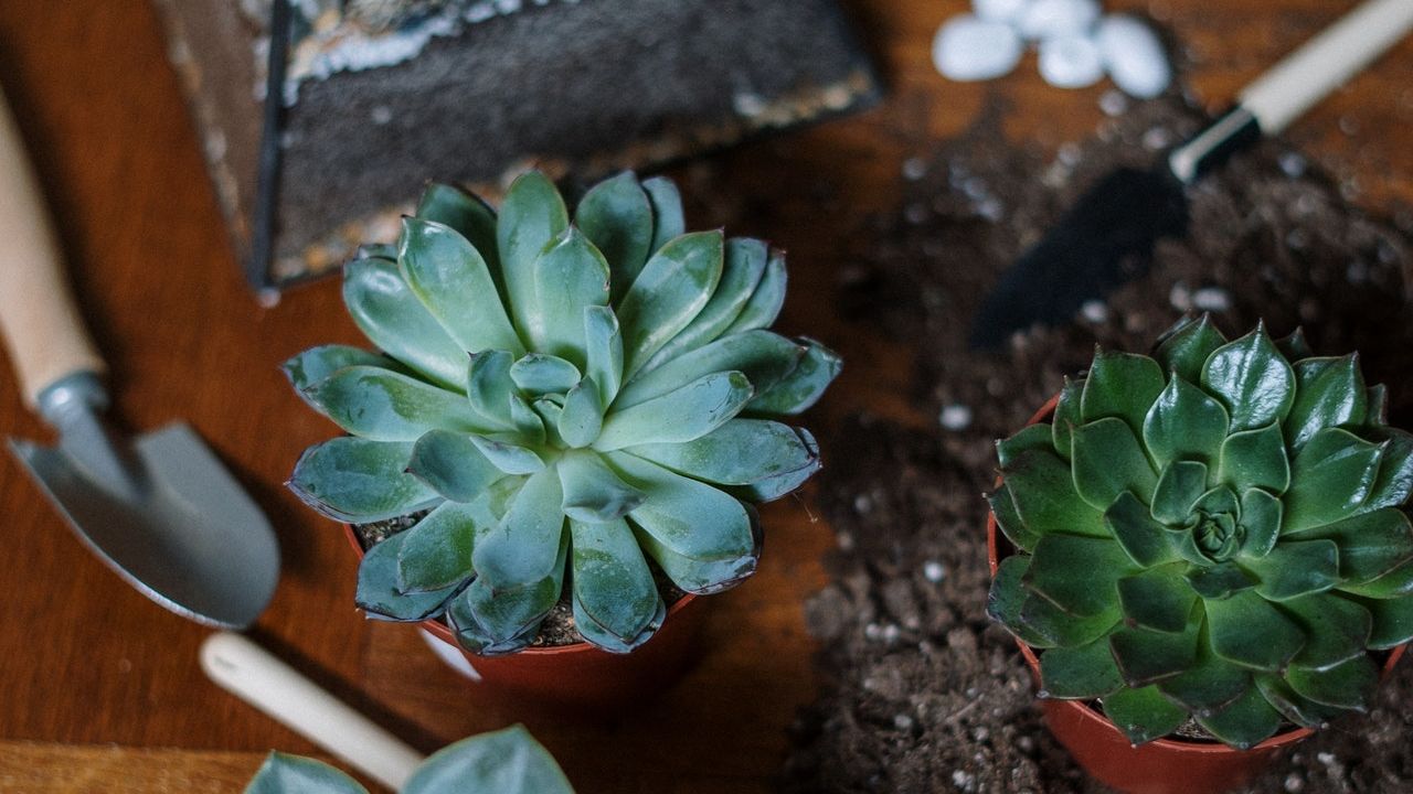 como hacer sustrato para suculentas receta