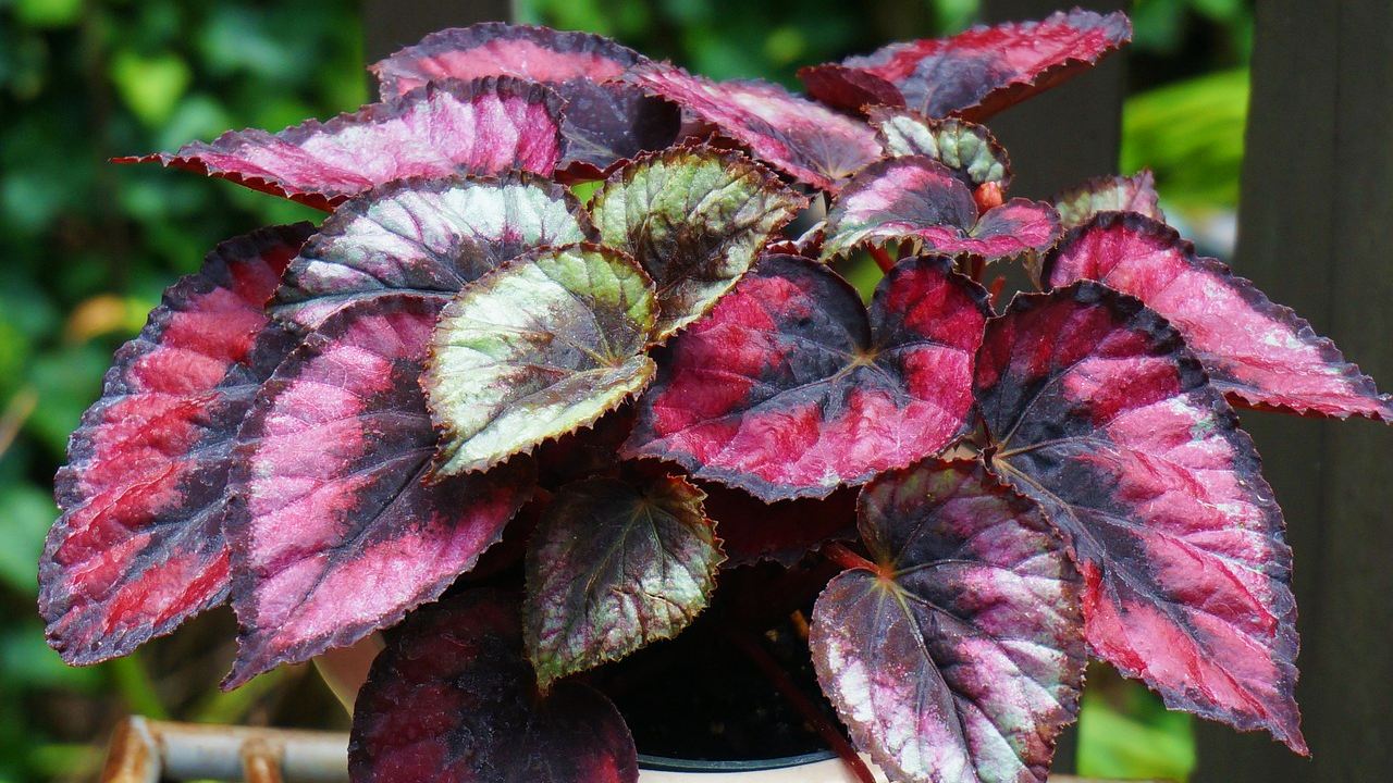 plantas color rosa para tener en casa