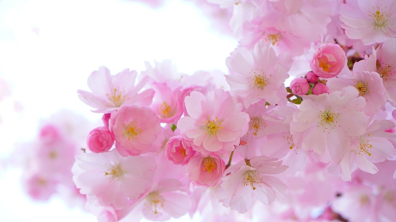 flores plantas color rosa hogar especies vegetales