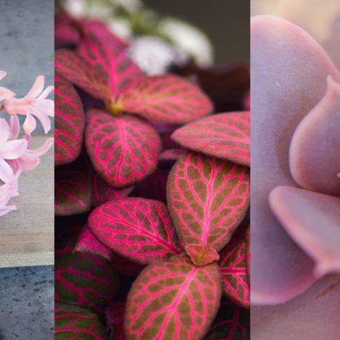 plantas color rosa para tener en casa