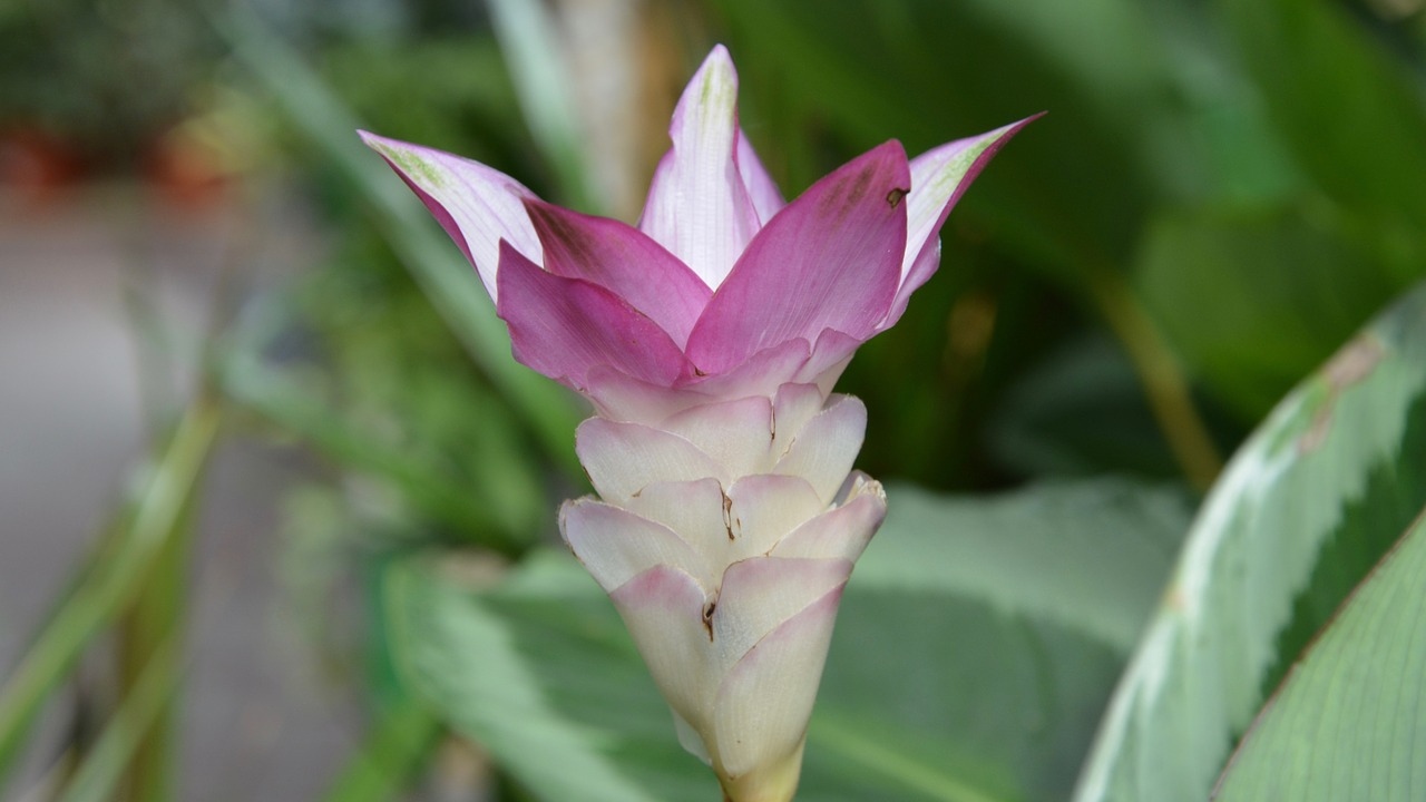 clathea plantas rosas para decorar la casa