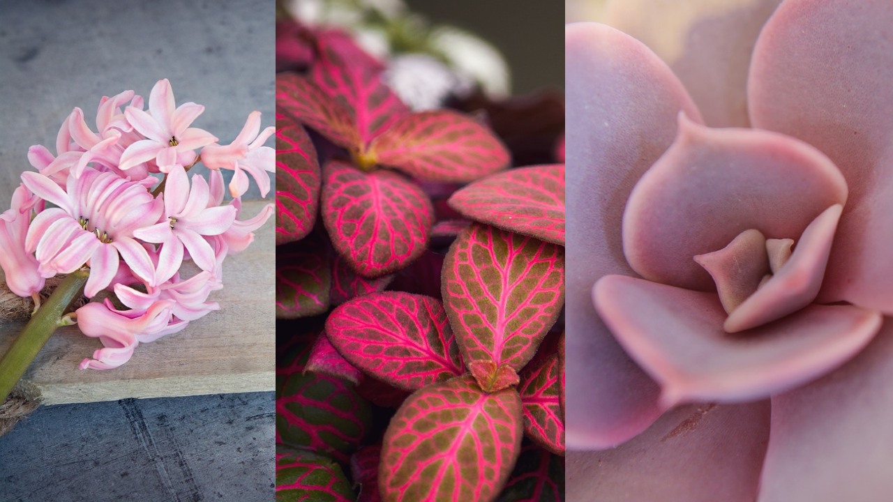 plantas color rosa para tener en casa