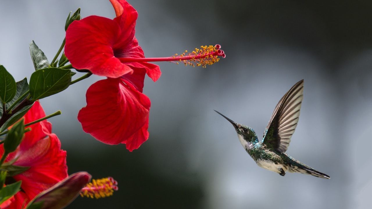como atraer colibries sin lastimarlos
