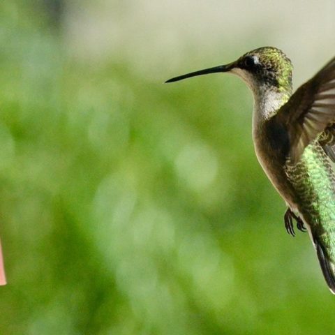 como atraer colibries sin ponerles azúcar