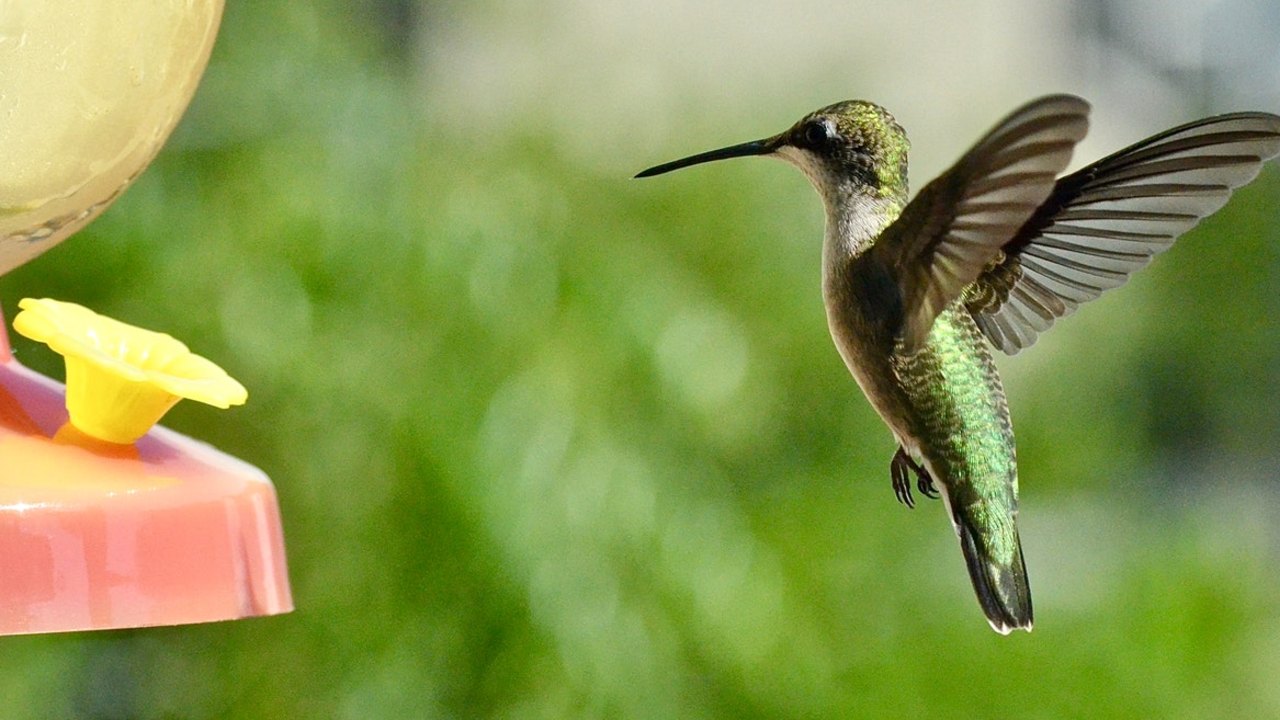como atraer colibries sin ponerles azúcar