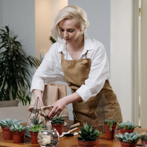 que significa tener suculentas en casa segun el feng shui (1)