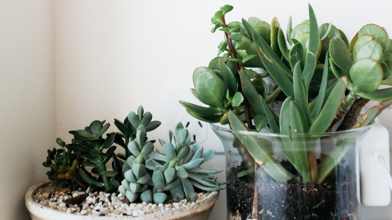 que significa tener suculentas casa segun el feng shui distribucion