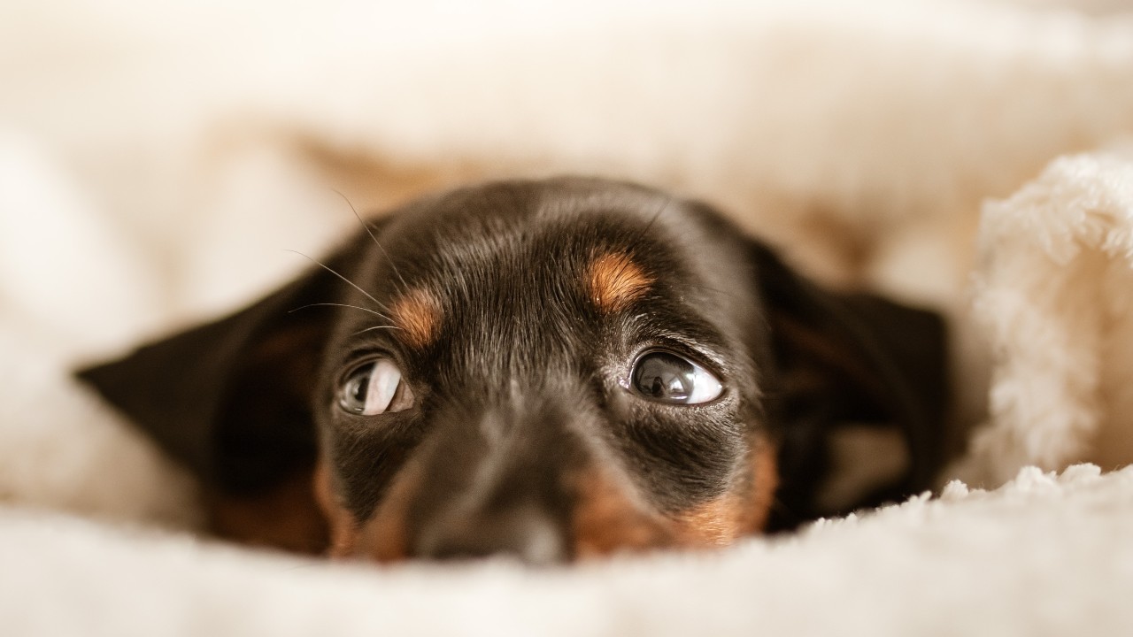 ruidos a los que los perros tienen miedo