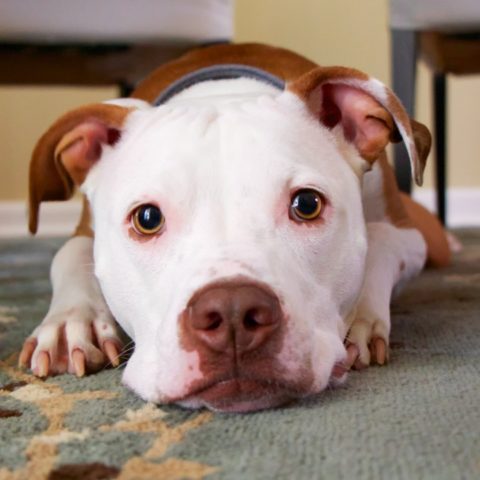 qué sonidos odian los pperros