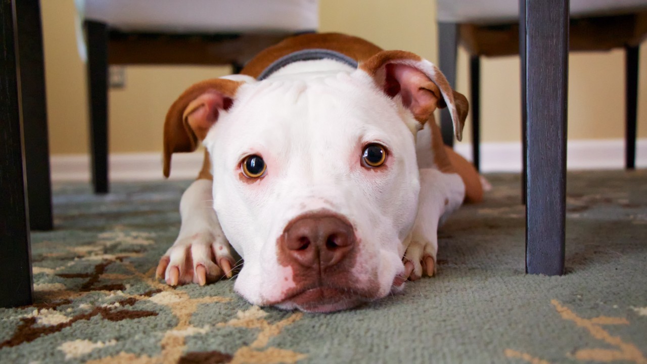 qué sonidos odian los pperros