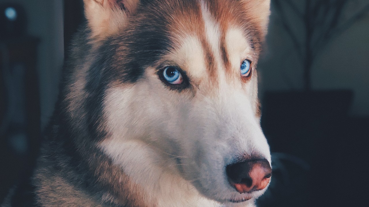 Sonidos que alteran a los perros