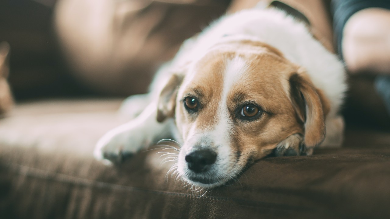 como calmar a mi perro con un sonido fuerte