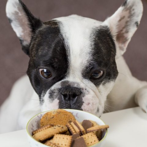 por qué no debo darle chocolate a mi perro